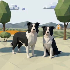 Border Collie