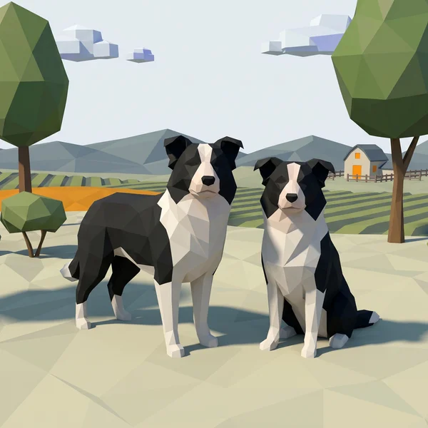 Border Collie